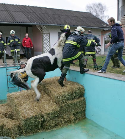 Das Pferd wurde durch die Treppe aus Stroh hinauf gezogen